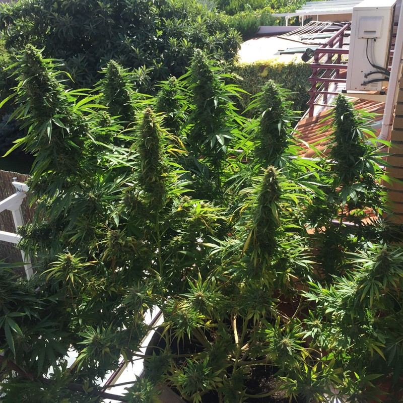 Blueberry feminised Ganja Seeds - 77 насінин