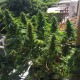 Blueberry feminised Ganja Seeds - 77 насінин