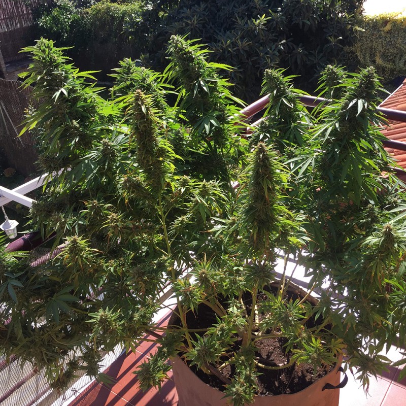 Blueberry feminised Ganja Seeds - 77 насінин