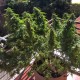 Blueberry feminised Ganja Seeds - 77 насінин