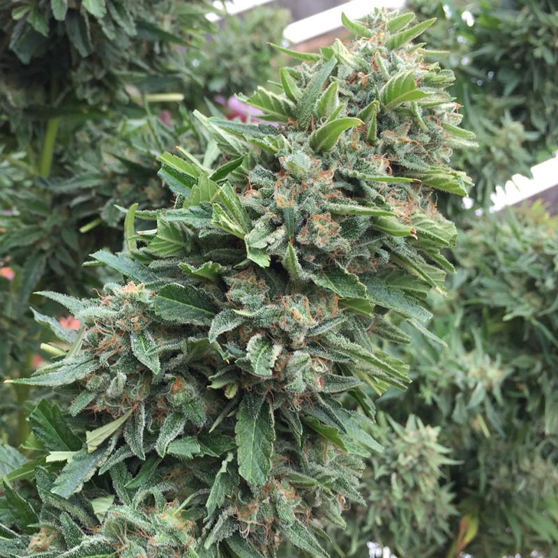 Blueberry feminised Ganja Seeds - 77 насінин