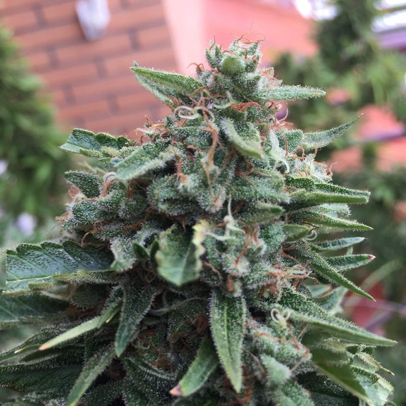 Blueberry feminised Ganja Seeds - 77 насінин