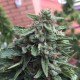 Blueberry feminised Ganja Seeds - 77 насінин