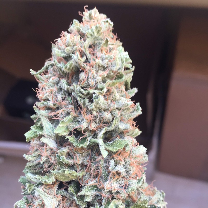 Blueberry feminised Ganja Seeds - 77 насінин