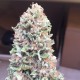 Blueberry feminised Ganja Seeds - 77 насінин