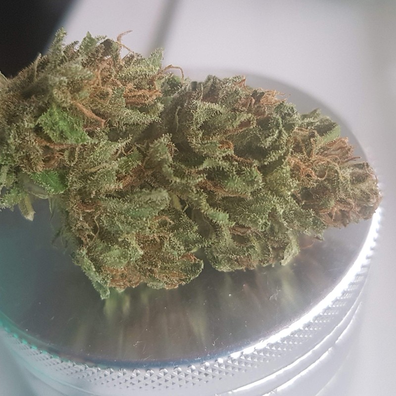 Blueberry feminised Ganja Seeds - 77 насінин