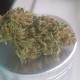 Blueberry feminised Ganja Seeds - 77 насінин
