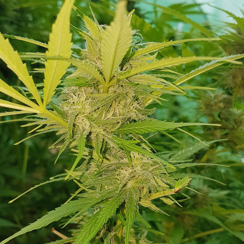 Blueberry feminised Ganja Seeds - 77 насінин