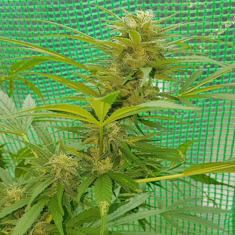 Blueberry feminised Ganja Seeds - 77 насінин