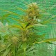Blueberry feminised Ganja Seeds - 77 насінин