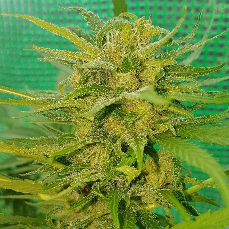 Blueberry feminised Ganja Seeds - 77 насінин