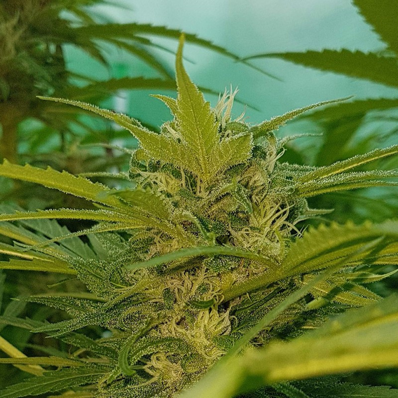 Blueberry feminised Ganja Seeds - 77 насінин