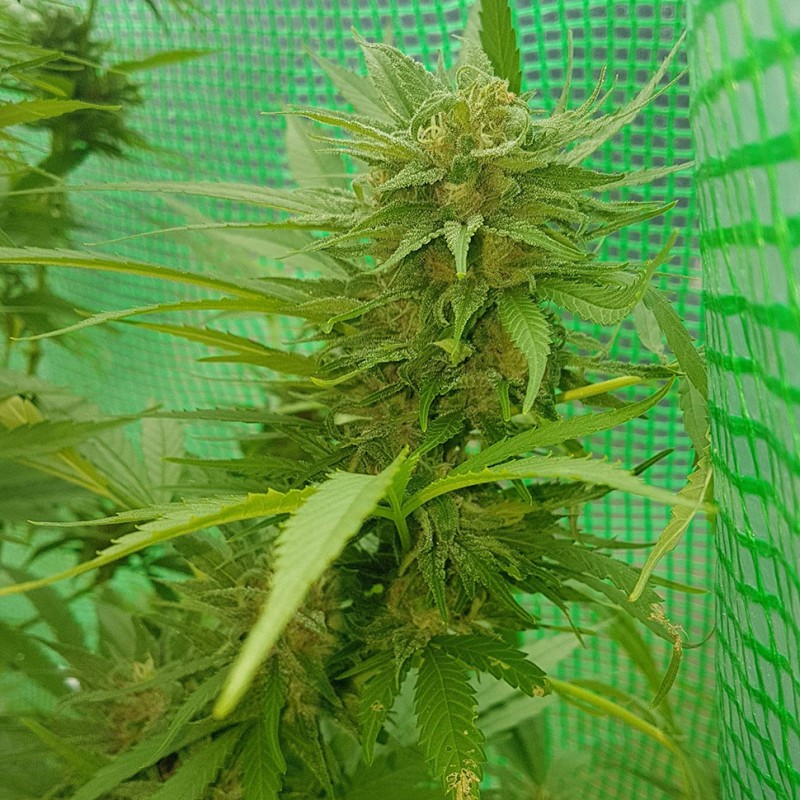 Blueberry feminised Ganja Seeds - 77 насінин