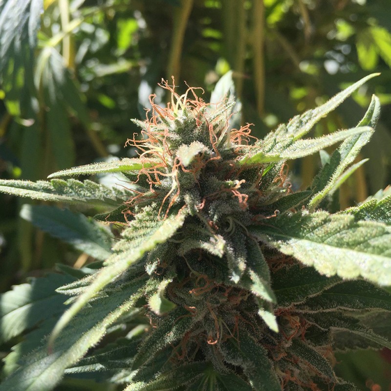 Blueberry feminised Ganja Seeds - 77 насінин