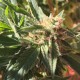 Blueberry feminised Ganja Seeds - 77 насінин