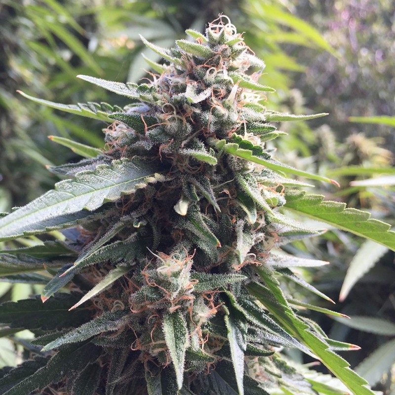 Blueberry feminised Ganja Seeds - 77 насінин