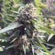 Blueberry feminised Ganja Seeds - 77 насінин