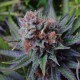 Blueberry feminised Ganja Seeds - 77 насінин