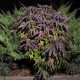 Blueberry feminised Ganja Seeds - 77 насінин