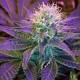 Blueberry feminised Ganja Seeds - 77 насінин