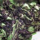 Blueberry feminised Ganja Seeds - 77 насінин