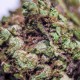 Blueberry feminised Ganja Seeds - 77 насінин