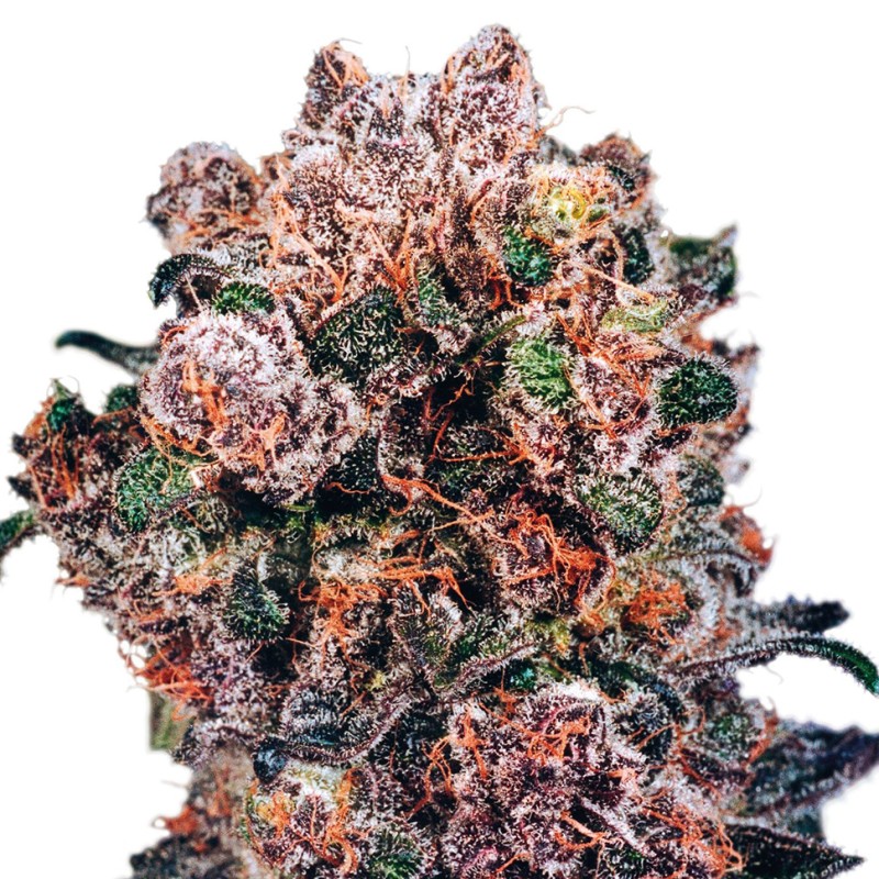 Blueberry feminised Ganja Seeds - 77 насінин