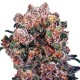 Blueberry feminised Ganja Seeds - 77 насінин