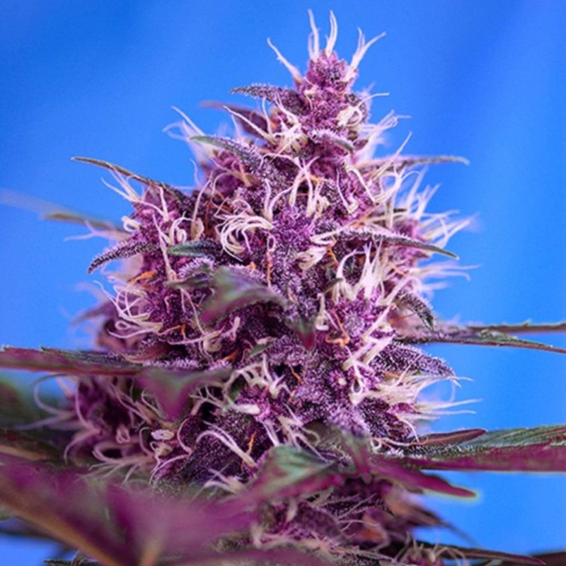 Blueberry feminised Ganja Seeds - 77 насінин