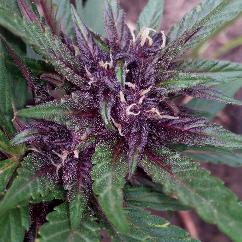 Blueberry feminised Ganja Seeds - 77 насінин