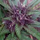 Blueberry feminised Ganja Seeds - 77 насінин