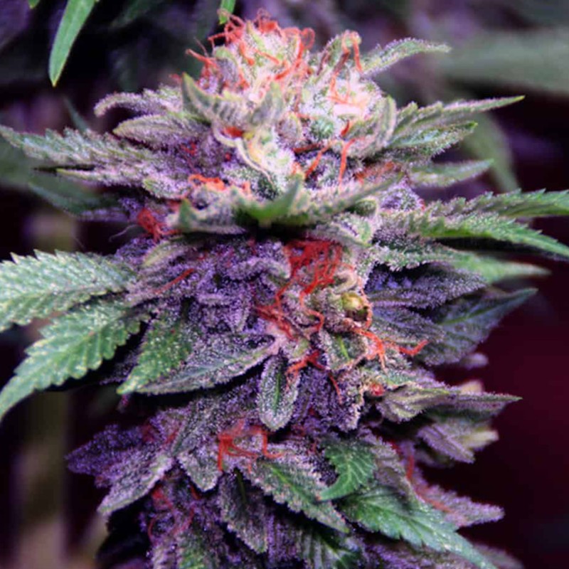 Blueberry feminised Ganja Seeds - 77 насінин