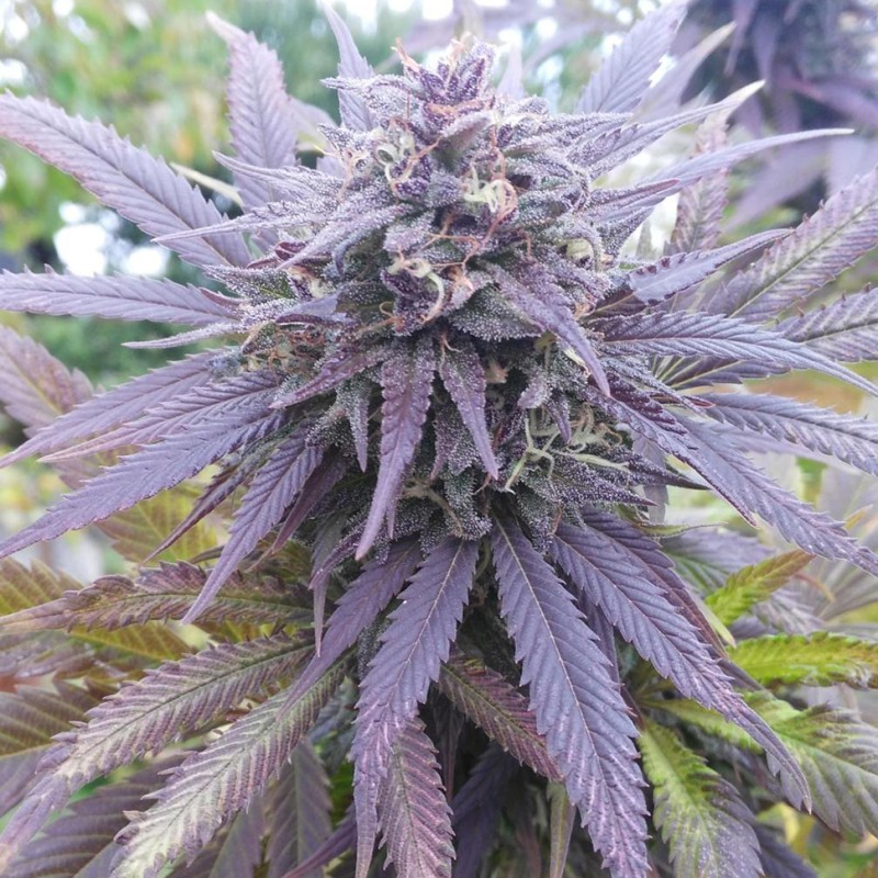 Blueberry feminised Ganja Seeds - 77 насінин
