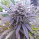 Blueberry feminised Ganja Seeds - 77 насінин
