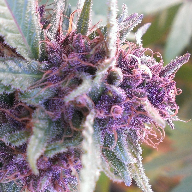 Blueberry feminised Ganja Seeds - 77 насінин