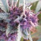 Blueberry feminised Ganja Seeds - 77 насінин