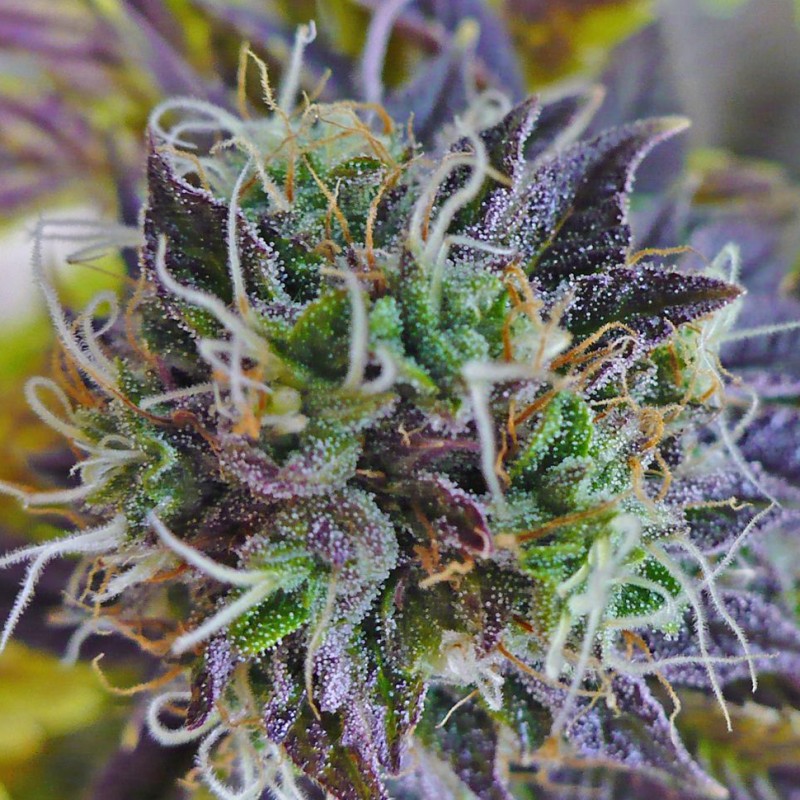 Blueberry feminised Ganja Seeds - 77 насінин