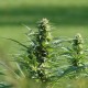 Brazil Sativa feminised Ganja Seeds