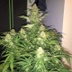 Auto Amnesia Haze feminised Ganja Seeds - 2 насінини