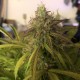 Auto Amnesia Haze feminised Ganja Seeds - 2 насінини