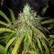 Auto Amnesia Haze feminised Ganja Seeds - 2 насінини