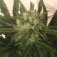 Critical Plus feminised GanjaLiveSeeds