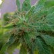 Critical Plus feminised GanjaLiveSeeds