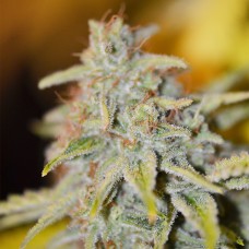 Fast and Furious regular Ganja Seeds