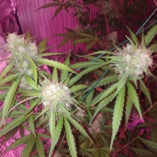 Auto Blue Dream feminised Victory Seeds