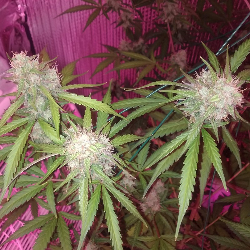 Auto Blue Dream feminised Victory Seeds