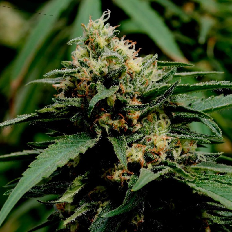 Critical Mass feminised GanjaLiveSeeds