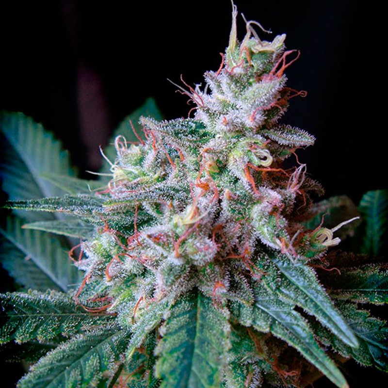 Cream Caramel feminised GanjaLiveSeeds Fast Version