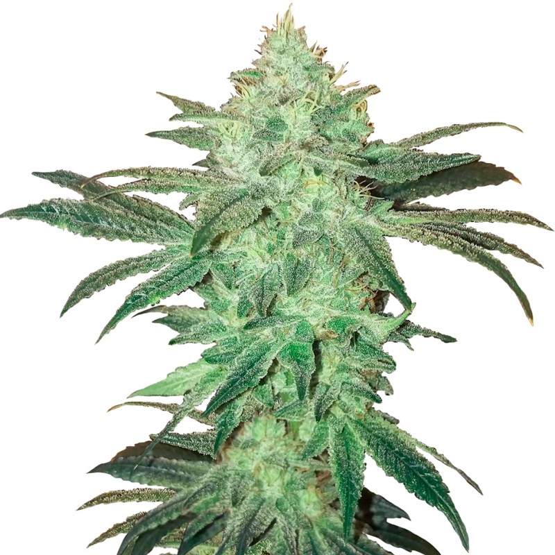 Auto Easy Bud feminised GanjaLiveSeeds