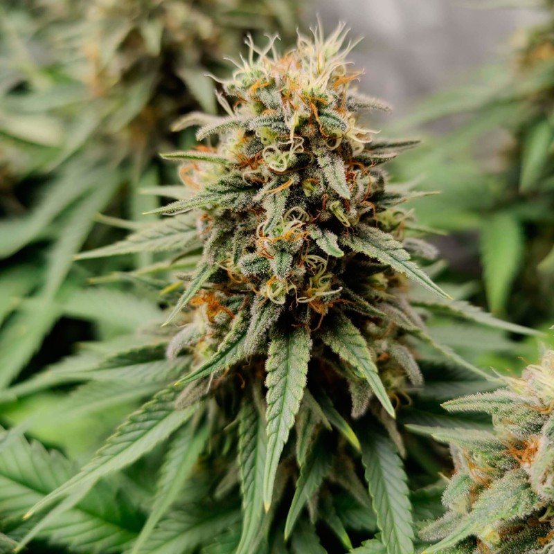Auto Easy Bud feminised GanjaLiveSeeds